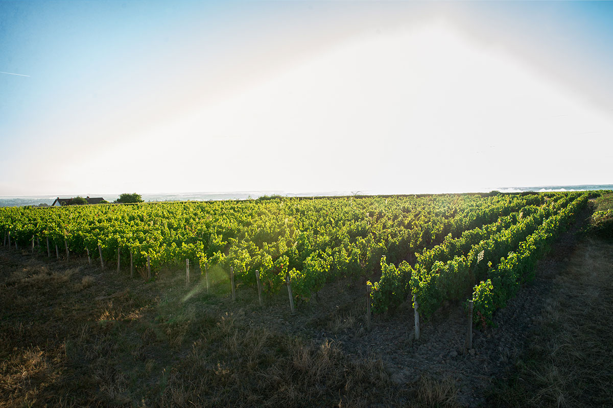 Domaine Chardigny